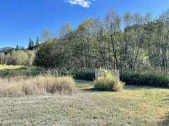 Fledgling fruit trees in wire protective fencing