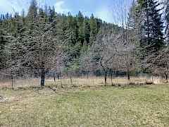 Orchard Orchard