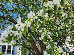 spring 1 spring 1