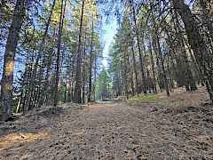Thick Forest