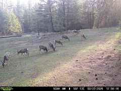 Neighborhood Elk Herd