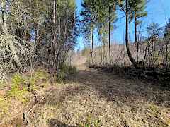Catted Road 4