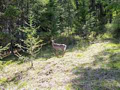 lots of wildlife